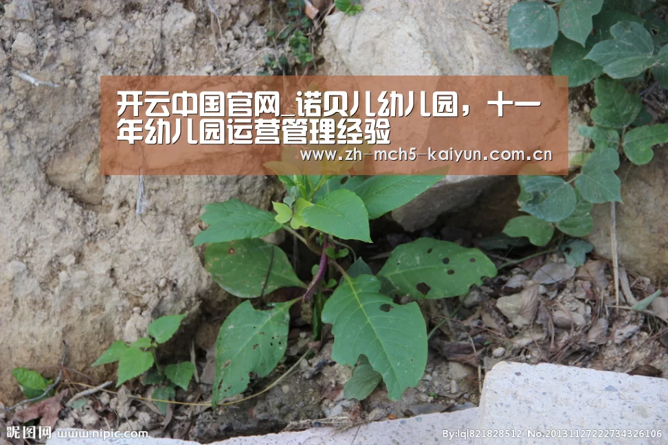 开云中国官网_诺贝儿幼儿园,十一年幼儿园运营管理经验(图3) 开云综合服务